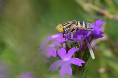 Eristalinus megacephalus