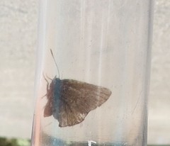 Callophrys lanoraieensis