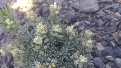 Cusickiella douglasii