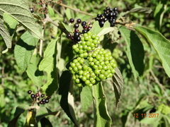 Callicarpa acuminata