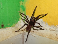 Acanthoscurria