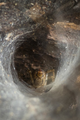 Araneae