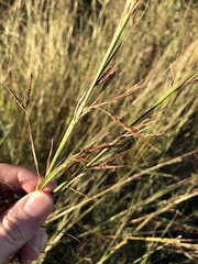 Red Thatching Grass (Hyparrhenia rufa)