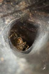 Araneae