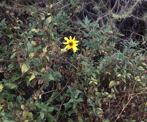 iNaturalist observation photo of California brittlebush hybrid