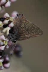 Satyrium auretorum