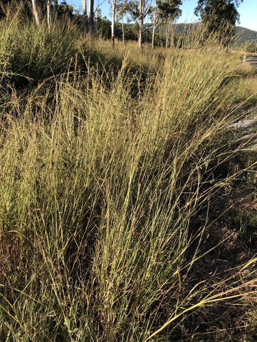 Hyparrhenia rufa