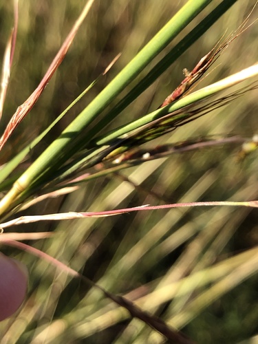 Hyparrhenia rufa