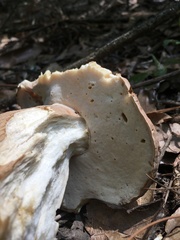 Boletus quercophilus