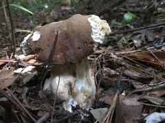 Boletus quercophilus