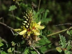 Dalea lutea