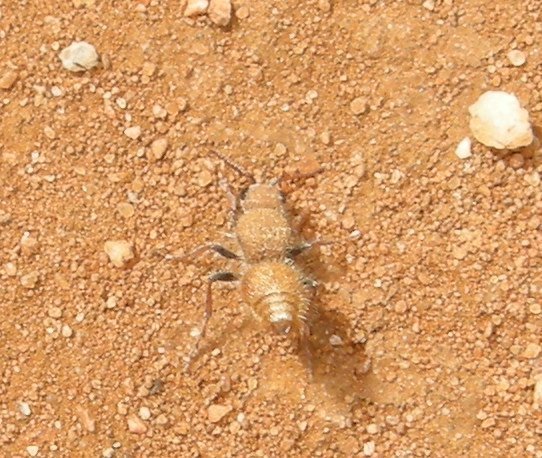 Ephutomorpha lutaria
