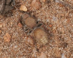 Ephutomorpha lutaria