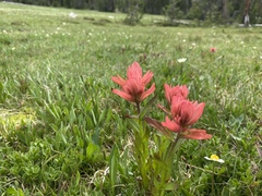Castilleja rhexiifolia