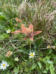 Castilleja rhexiifolia