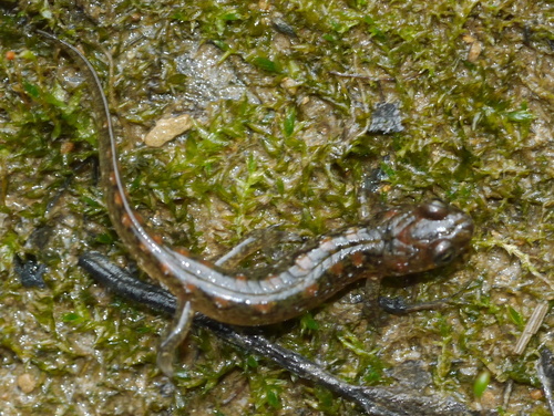 Seal Salamander