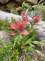 Castilleja rhexiifolia