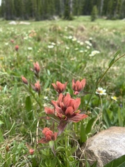 Castilleja rhexiifolia