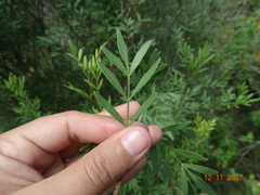 Fraxinus greggii