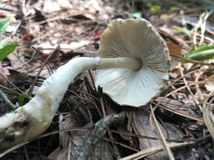 Echinoderma hemisclerum