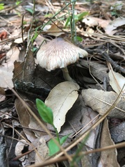 Echinoderma hemisclerum