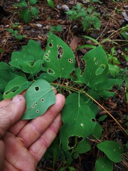 Clematis carrizoensis