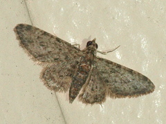 Gymnoscelis acidna