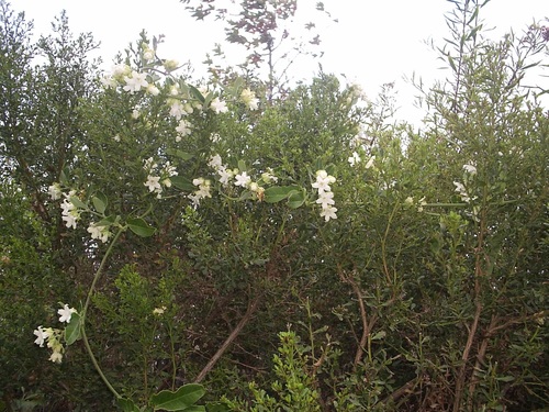 iNaturalist observation photo of Moth Vine