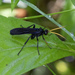 Bent-shielded Besieger Wasp - Photo (c) bdemers76, some rights reserved (CC BY-NC)