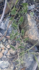 Calystegia collina tridactylosa