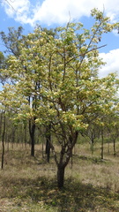 Pararchidendron pruinosum