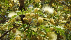 Pararchidendron pruinosum