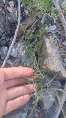 Calystegia collina tridactylosa