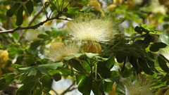 Pararchidendron pruinosum