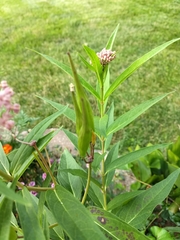Asclepias incarnata