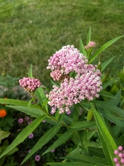 Asclepias incarnata