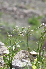 Silene taimyrensis