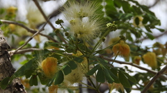 Pararchidendron pruinosum