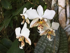Phalaenopsis stuartiana