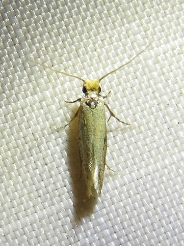 Curved-lined Homostinea Moth photo 5