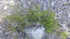 Galium bolanderi