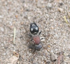 Ephutomorpha pacificatrix