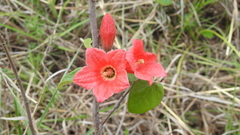 Brachychiton bidwillii