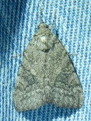 Catocala chelidonia