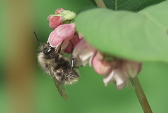 Bombus mixtus