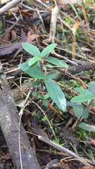 Olearia myrsinoides