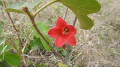 Brachychiton bidwillii