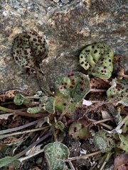 Uromyces intricatus
