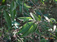 Neopringlea integrifolia