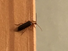 Xanthochroina bicolor